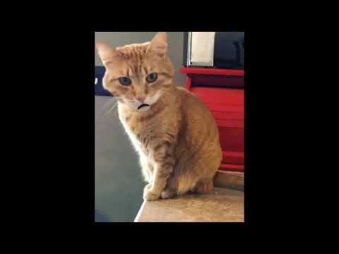 10 Funny Cat Jokes with Lucy