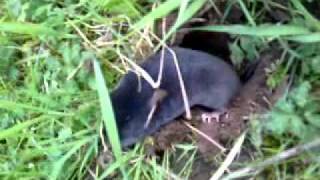 Little Mole