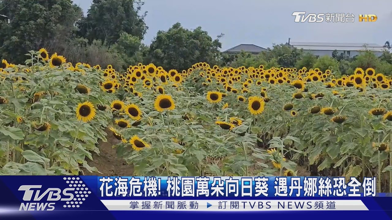 黃金向日葵恐全軍覆沒!桃園農場推緊急優惠 遊客搶拍花海