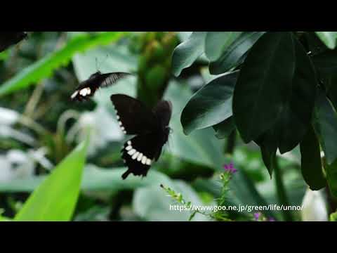 ある日のEntopiaの蝶の飛翔