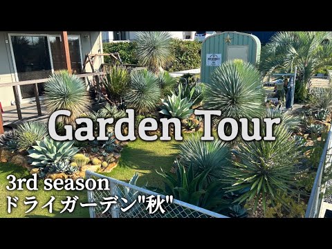 園芸 ゴジ、バーバリ・リシエット