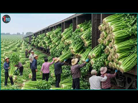The First Harvest of 2026 in China 💥 Millions of Pounds of Fruits & Veggies Collected Every Hour