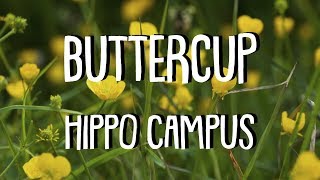 BUTTERCUP (Lyrics) || HIPPO CAMPUS