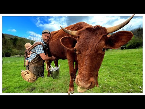 I Trained A Heifer Cow to Milk (her fist time) Instant Success