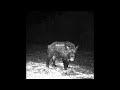 Whim Therapy AZZZ Ganon Official Audio