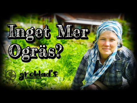 Plantera grönsaker direkt ner i gröngödsling – behövs ingen ogräsrensning!