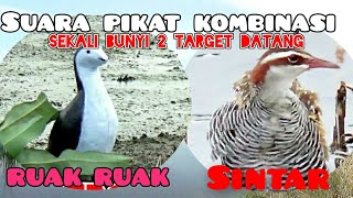Download lagu Suara pikat kombinasi terbaru, sekali bunyi dua target langsung datang//sintar dan RUAK RUAK mp3 Download lagu Suara pikat kombinasi terbaru, sekali bunyi dua target langsung datang//sintar dan RUAK RUAK mp3