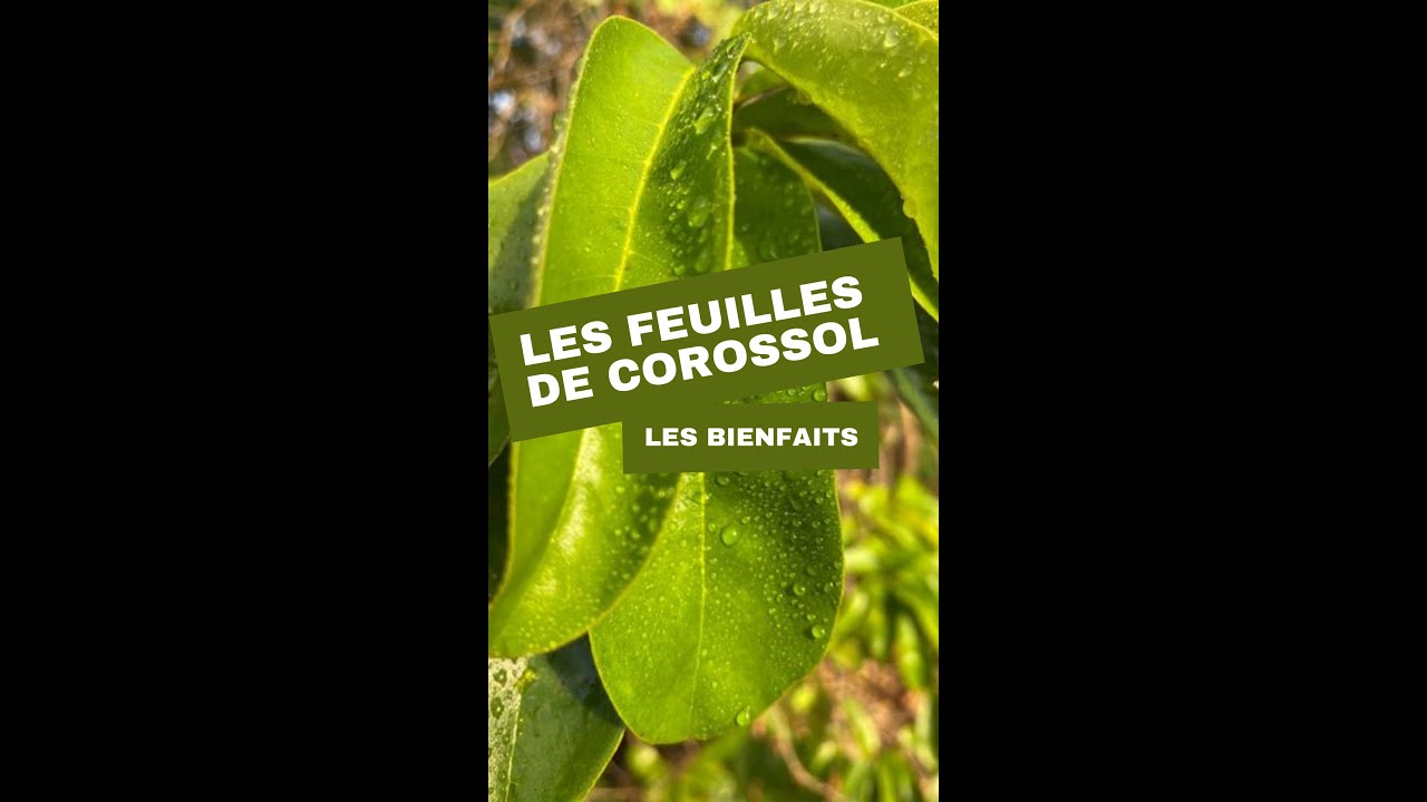 Les feuilles de corossol : les bienfaits
