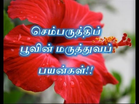 download lagu mp3 mp4 Semparuthi Poo, download lagu Semparuthi Poo gratis, unduh video klip Semparuthi Poo