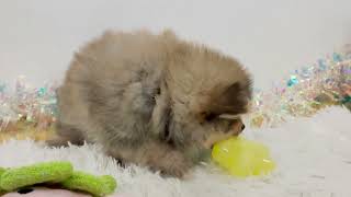 ポメラニアンの動画01