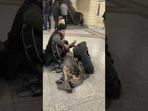 On the subway playing a guitar with his #dog at Toronto’s Yonge subway station #shorts
