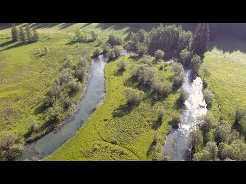 Longa Forelle – Salzburger Lungau