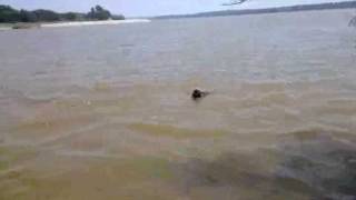 preview picture of video 'Keystone Lake Dog Swimming'