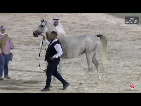 N 40 AL JOHARA   Bahrain Breeders Show 2023   Fillies 3 Years Old Class 3
