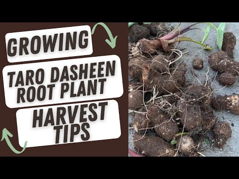 Growing Taro- Dasheen Root Plant  And Harvest -Tips