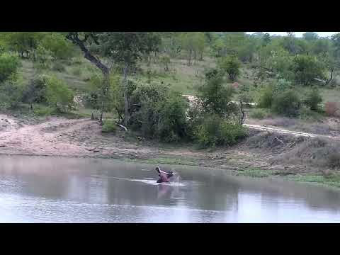 Djuma: Hippo being active - 16:47 - 10/31/2022