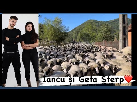 WE'RE BRINGING THE SHEEP DOWN FROM THE MOUNTAIN! ❤️