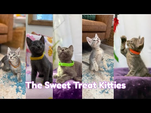 Cat for adoption - Blueberry Muffin dessert, a Domestic Short Hair Mix ...