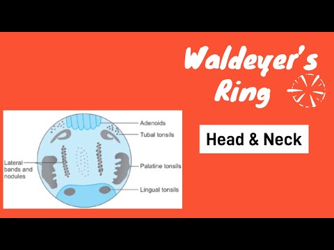 Waldeyer’s ring | Waldeyer’s lymphatic ring anatomy | waldeyer’s ring anatomy @dr.eidetic | Tonsil