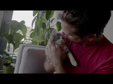 Video thumbnail for The Mystery of Cats