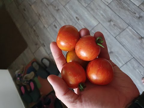 Aus eigenen Tomaten Saatgut gewinnen bzw. Vermehrung eigener Tomaten