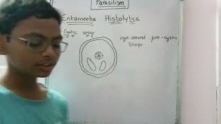 Stages of Entameoba Histolytica (Part 2) || Parasitism part 7.