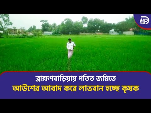 ব্রাহ্মণবাড়িয়ায় পতিত জমিতে আউশের আবাদ করে লাভবান হচ্ছে কৃষক।