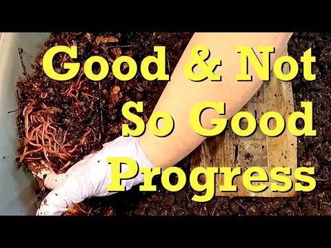 Mixed results in the migrating red wiggler systems - worm farm vermicomposting