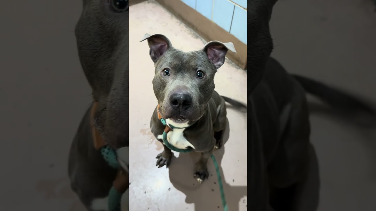 Enlarge Saturday, an adopted Pit Bull Terrier in Chicago, IL video 5/5