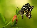 Beautiful Butterfly Status Nature Status Nature Status For Whatsapp
