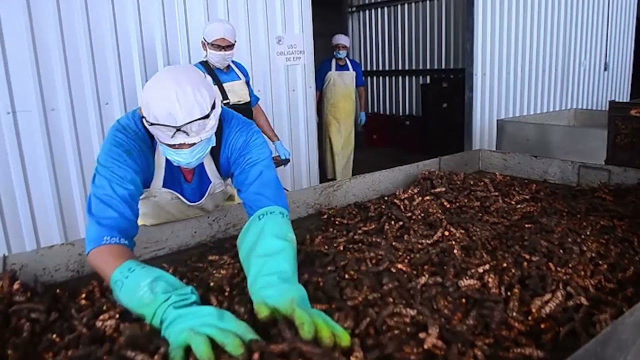 Doselva Introduction, Spices for Impact