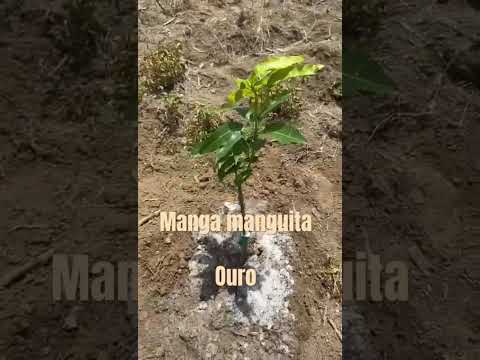 Manga manguita ou ouro. Una Bahia. 🇧🇷