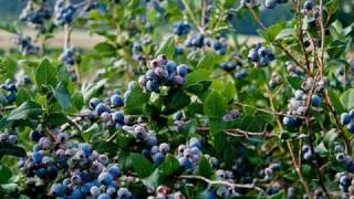Conway &amp; Loretta - Pickin Wild Mountain Berries