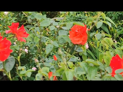 WATCH WORLD'S LARGEST EVENT || COLOUR OBSTACLE RUSH #2023  #manchestercity