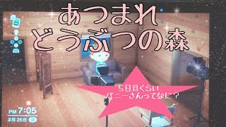 【あつ森】５日目くらい【パニーさんとは？】