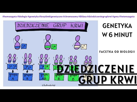 Inheritance of blood groups - Genetics - How to do genetic crosswords - Biology 8th grade - Educa...