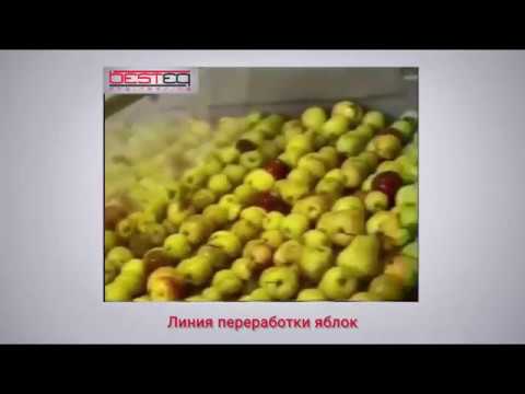Линия переработки косточковых фруктов заказать в России | ООО БЕСТЕК-Инжиниринг