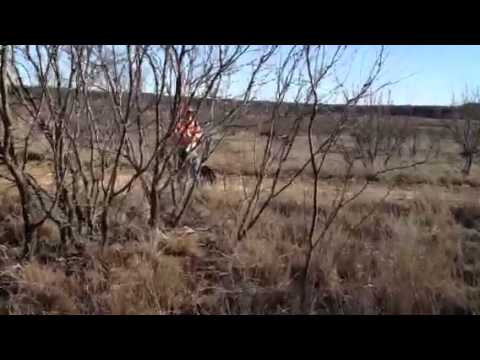 Orvis Endorsed Lodge of the Year Upland Hunt Guided By Orvi