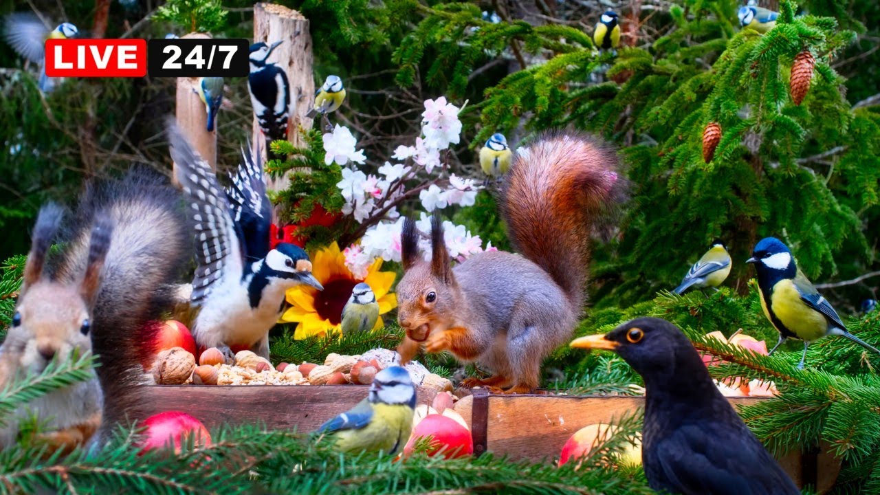 🔴24/7 LIVE CAT TV NO ADS😺 Cheerful Birds and Cutest Squirrels bring Nature Fun for Everyone