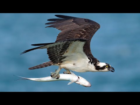 Which Camera - Nikon Z9 or Sony A1?