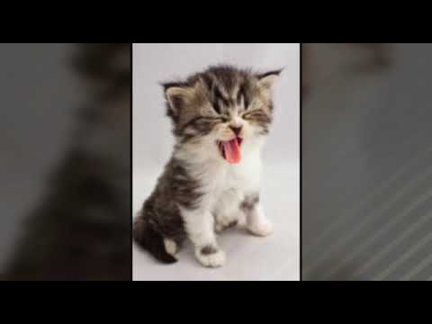 Cute cats       cute cats photo 😺😺