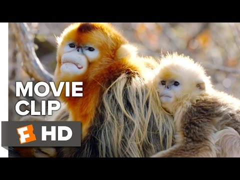 Born in China Movie Clip - Meet Tao Tao (2017) | Movieclips Coming Soon