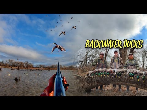 COVERED UP in Backwater DUCKS!! (Limited Out) | Duck Hunting Video