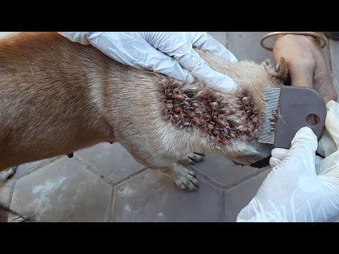 Scratching Fleas And Ticks From Dog || Get Rid Of Fleas From Puppy