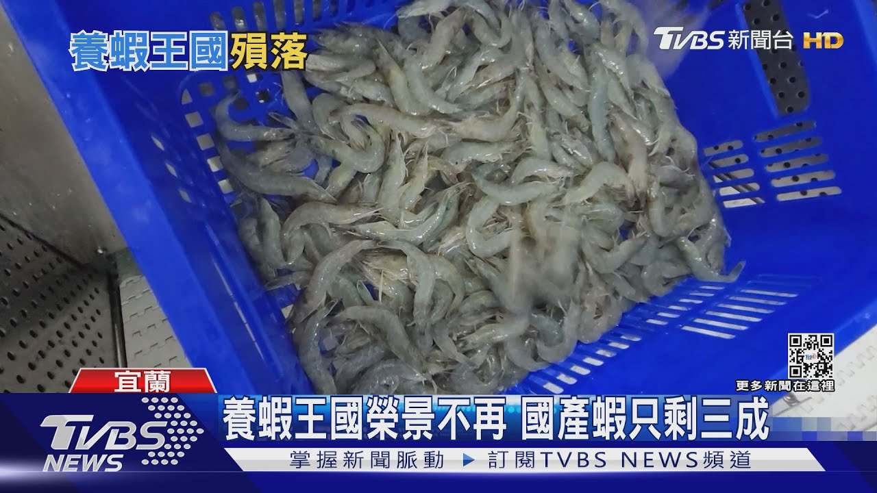 全球第一養蝦王國榮景不再 國產蝦受困病害只剩三成