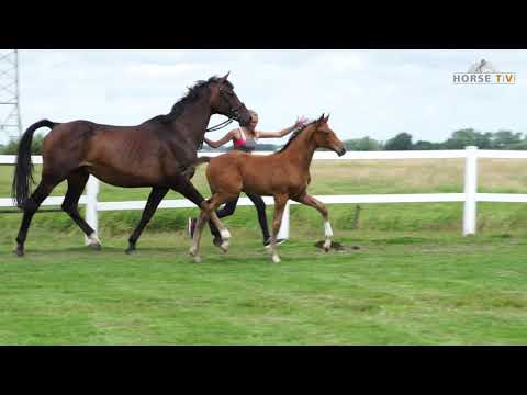 Hengstfohl von Cascadello x Contender x Lantano