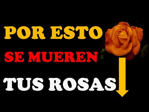 , title : '#Jardineria InnJardin#Plantas #Rosas POR ESTO SE MUEREN TUS ROSAS | 8 FORMAS DE CUIDAR TUS ROSAS'