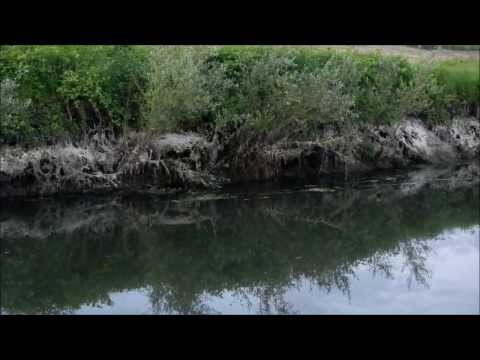 Beaver in the Hungarian wilderness / Hódolatos Ormánság