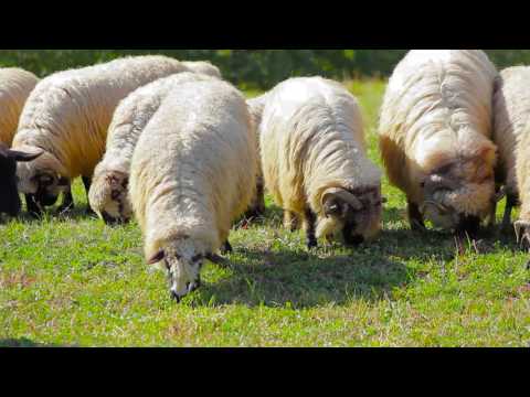Robert Tărnăveanu - Patru stâni la munte am