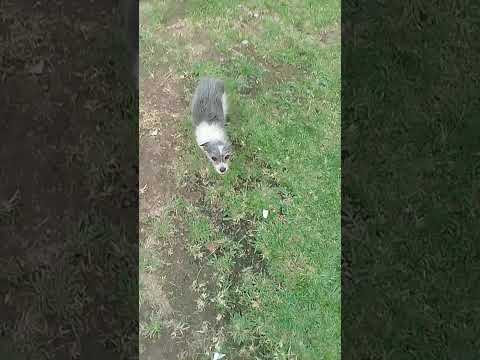 Um pitoco muito especial em Santana do Araguaia